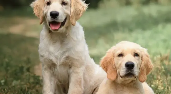 Dwa szczenięta rasy golden retriever siedzą na trawie, jedno z nich uśmiecha się szeroko.
