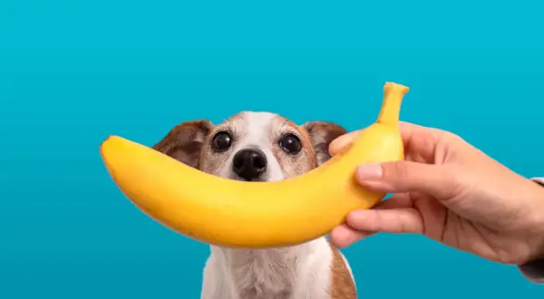 Czy pies może jeść banana? Ten piesek z zaciekawieniem patrzy na banana trzymanego przez człowieka.