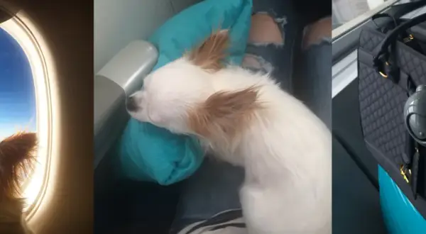 Pies w samolocie: mały piesek wygląda przez okno, śpi na poduszce i siedzi w transporterze.