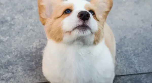 Uroczy szczeniak corgi z wielkimi uszami patrzy w górę, jakby czekał na smakołyk. Takie słodkie są pieski, gdy są szczeniakami.