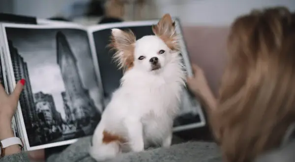 Urocza chihuahua długowłosa siedzi na kocu, podczas gdy jej właścicielka przegląda album ze zdjęciami Nowego Jorku.