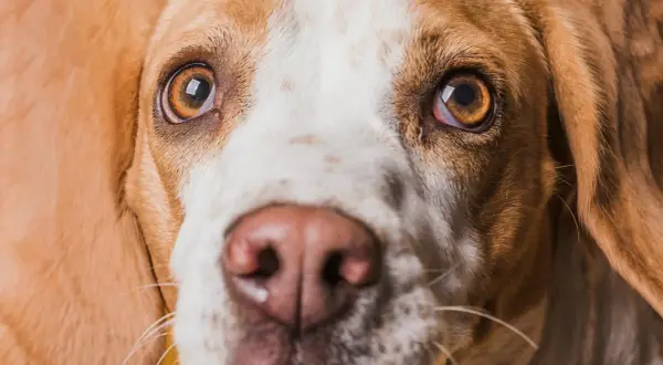 Zbliżenie na pysk psa rasy beagle. Widać jego brązowe oczy, które wydają się lekko zaczerwienione, oraz wilgotny nos.