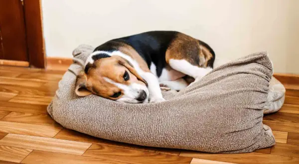 Smutny beagle leży na legowisku, charczy jakby miał coś w gardle.
