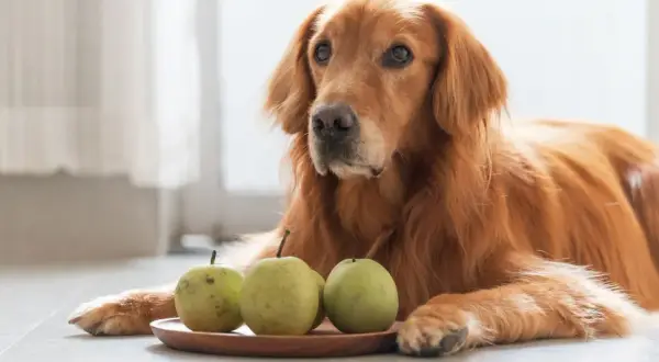 Złoty retriever leży obok talerzyka z gruszkami. Czy pies może jeść gruszkę? To pytanie nurtuje wielu właścicieli czworonogów.