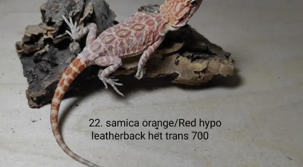 Samica orange/red hypo leatherback het trans. Atrakcyjna agama brodata cena 700.