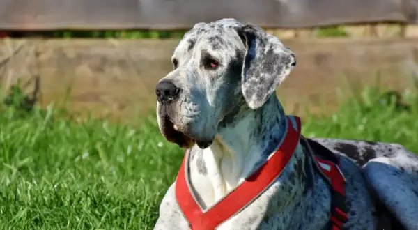 Marmurkowy dog w czerwonej uprzęży leży na trawie. Zastanawiam się, ile kosztuje głupi jaś dla psa, gdy patrzę na tego majestatycznego olbrzyma.