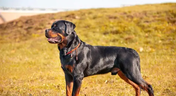 Potężny Rottweiler z groźnym spojrzeniem, w czerwonej obroży, stoi na trawiastym wzgórzu.