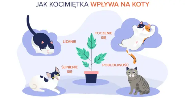 Ilustracja pokazuje, jak działa kocimiętka na kota: wywołuje lizanie, ślinienie, turlanie się i pobudliwość.