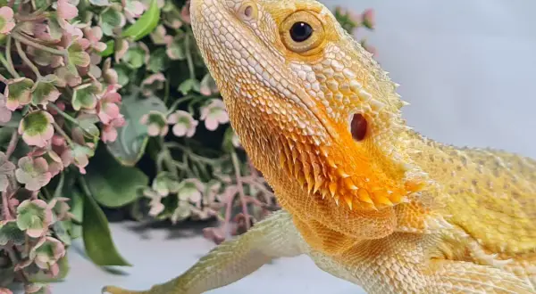 Agama brodata w odcieniach żółci i pomarańczu, z delikatnymi różowymi kwiatami w tle. Jej łuski mienią się w słońcu, ukazując bogactwo **agamy brodatej kolory**.