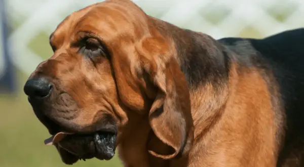 Brązowy pies rasy Bloodhound z charakterystycznymi, długimi fafle. Jego uszy opadają luźno, a język lekko wystaje.