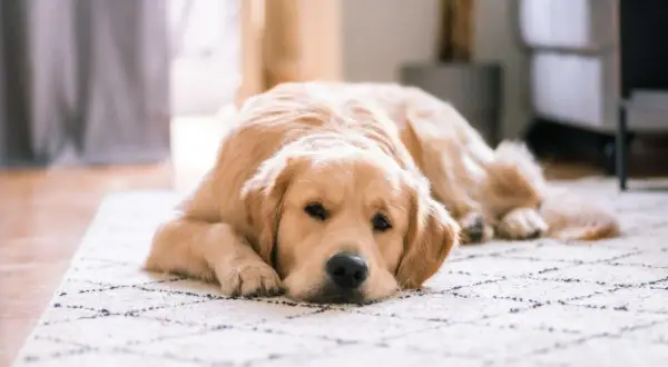 Złoty retriever leży na dywanie, wyglądając na zmęczonego. Może to być objaw gronkowca u psa, który wymaga uwagi weterynarza.