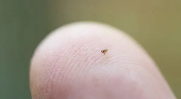 Mały, brązowy kleszcz na opuszku palca. Widać jego osiem nóżek i okrągłe ciało.