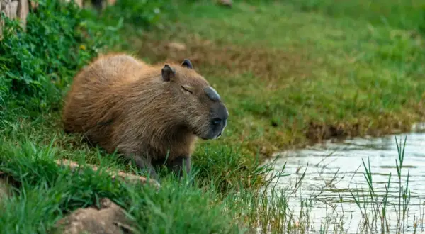 Kapibara odpoczywa na trawie przy wodzie. Zastanawiasz się nad jej kapibara cena?