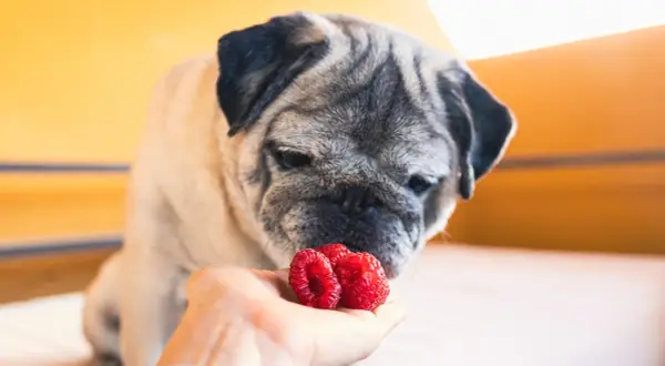 Mops wącha maliny na dłoni. Czy pies może jeść maliny? Tak, w małych ilościach.