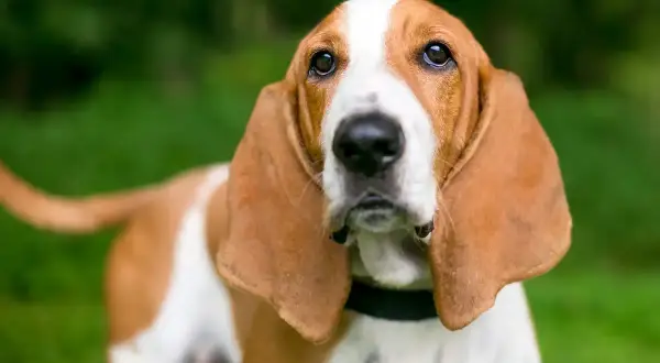 Uroczy pies z długimi uszami, rasa Basset Hound, patrzy z zaciekawieniem.