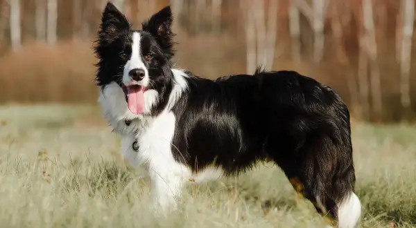 Czarny pies rasy border collie z białymi znaczeniami, z językiem na wierzchu, stoi na trawie.