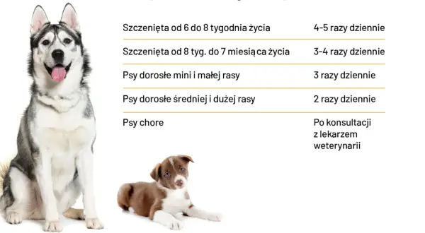 Ile razy dziennie karmić psa? Tabela podpowiada: szczenięta 4-5 razy, dorosłe 2-3 razy, chore po konsultacji z weterynarzem.