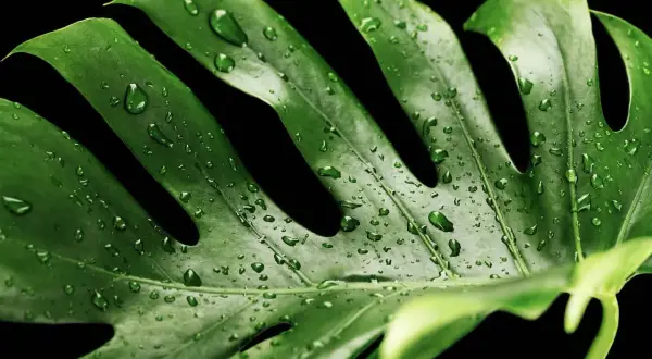 Zielony liść monstery z kroplami wody. Czy monstera jest trująca dla kota? Roślina zawiera szczawiany wapnia, które mogą podrażnić jego pyszczek.