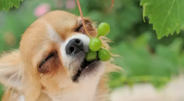 Mały piesek chihuahua próbuje winogron. Czy pies może jeść winogrona? To pytanie zadaje sobie wielu właścicieli czworonogów.