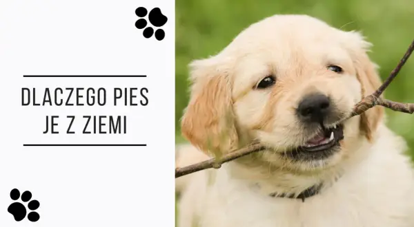 Uroczy szczeniak golden retriever gryzie patyk, a tekst pyta "Dlaczego pies je z ziemi?".