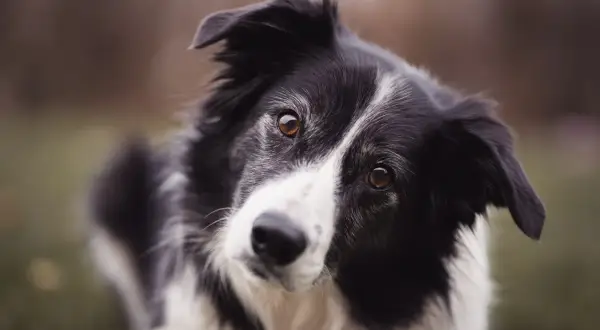Inteligentny border collie z zaciekawieniem patrzy w obiektyw. Zastanawiasz się, ile kosztuje border collie?
