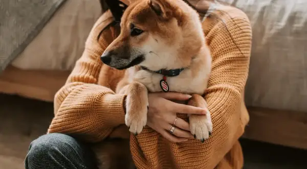 Dziewczyna tuli swojego psa rasy Shiba Inu. Zastanawiasz się, czy pies może jeść ryż? Ten uroczy piesek na pewno by się ucieszył z małej porcji!
