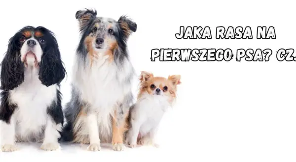 Trzy urocze psy: Cavalier King Charles Spaniel, Shetland Sheepdog i Chihuahua. Szukasz fajnych ras psów na swojego pierwszego pupila?