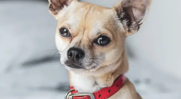 Mały piesek chihuahua w czerwonej obroży, który się trzęsie.