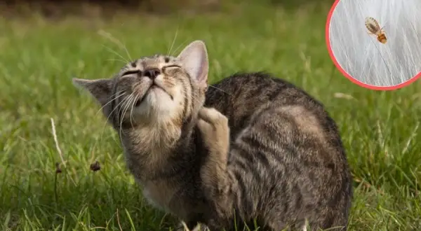 Kot drapieżnie drapie się po uchu, a w powiększeniu widać, że to przez robaki.