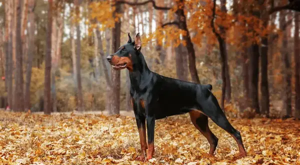 Elegancki, czarny doberman z rudymi znaczeniami stoi na tle jesiennego lasu.