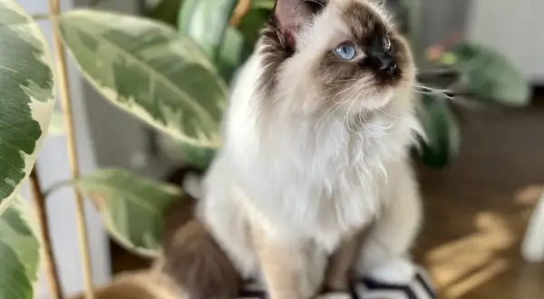 Piękny kot rasy ragdoll z niebieskimi oczami siedzi obok rośliny. Zastanawiasz się nad ragdoll kot cena?