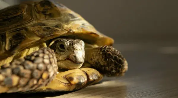 Mały żółw domowy wychyla głowę spod pancerza, jego oczy błyszczą w słońcu.