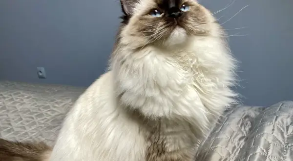 Uroczy ragdoll na rękach, z niebieskimi oczami i puszystym futrem, patrzy w górę z zaciekawieniem.