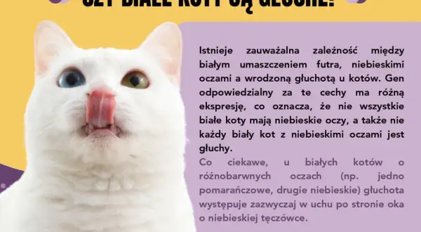 Biały kot z różnymi kolorami oczu, ciekawy przykład ciekawostek o kotach. Czy białe koty są głuche?