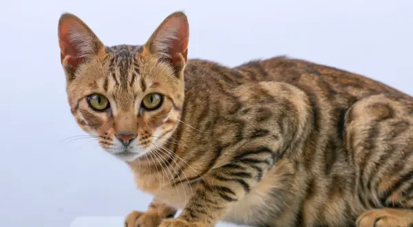 Piękny kot bengalski z zielonymi oczami, z pewnością zastanawiasz się, ile kosztuje kot bengalski.