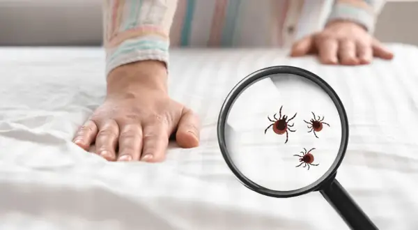 Dłoń na białej pościeli, pod lupą widoczne kleszcze. To coś, czego nie lubią kleszcze – czystość i kontrola.