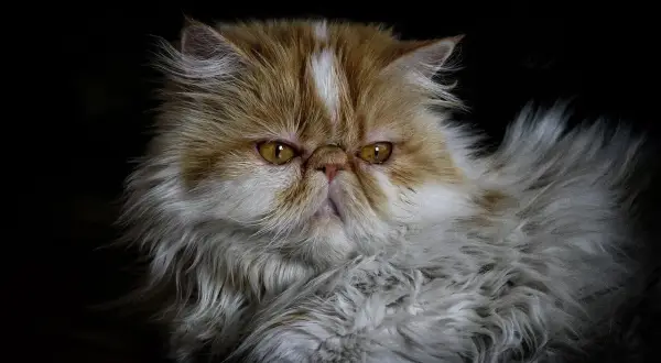 Puszysty pers z bursztynowymi oczami, o lekko zagniewanym wyrazie pyszczka, na ciemnym tle.
