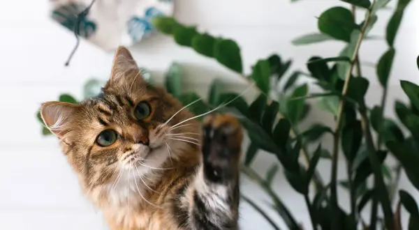 Puszysty kotek bawi się przy zielonych liściach, które są kwiaty bezpieczne dla kota.