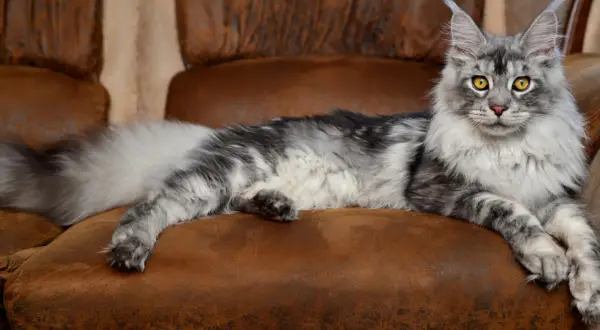 Majestatyczny maine coon o srebrzystym futrze i bursztynowych oczach, uosobienie łagodności i dumy.