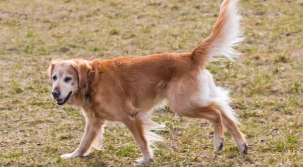 Złoty retriever z dysplazją u psa, poruszający się po trawie.