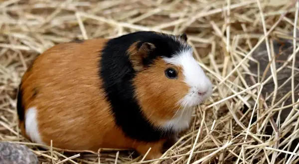Urocza świnka morska rasy texel z rudym, czarnym i białym futerkiem siedzi w stogu siana.