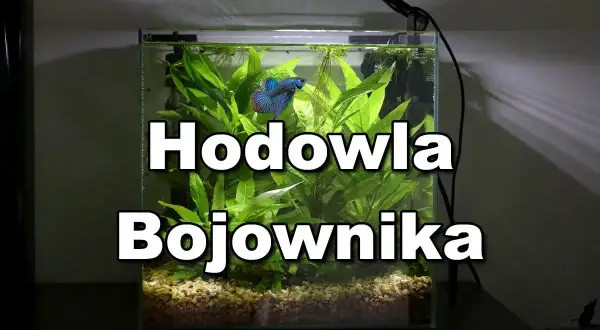 Bojownik w kuli, pływający wśród bujnej roślinności akwariowej.