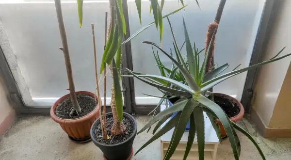 Rośliny doniczkowe, w tym aloes, stoją przy oknie. Czy aloes jest trujący dla kota? Warto to sprawdzić, zanim kot się nim zainteresuje.