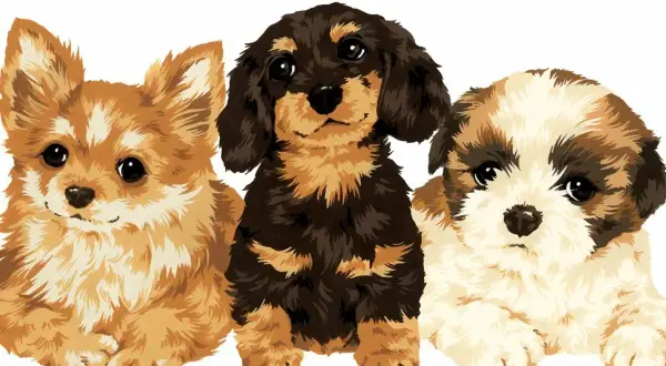 Trzy urocze szczenięta: rudy, jamnik i shih tzu. Dowiedz się, jak sie liczy wiek psa, patrząc na te słodkie pyszczki.