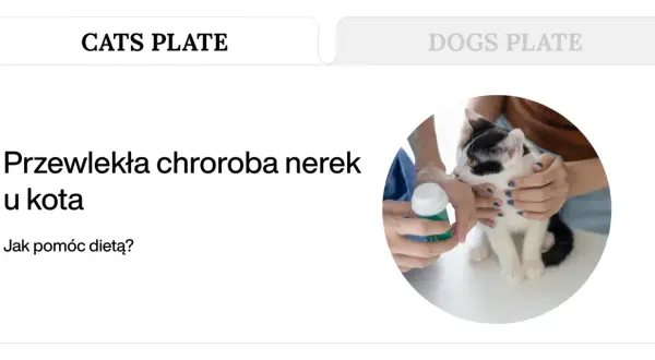 Kot z przewlekłą chorobą nerek. Pomoc dietetyczna, być może z użyciem Nefroloxan.
