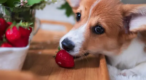 Corgi delikatnie wącha truskawkę, zastanawiając się, czy pies może jeść truskawki.