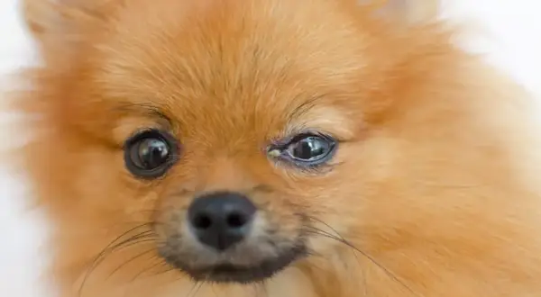 Pomeranian z zapaleniem spojówek u psa. Widać zaczerwienienie i wydzielinę w kąciku oka.