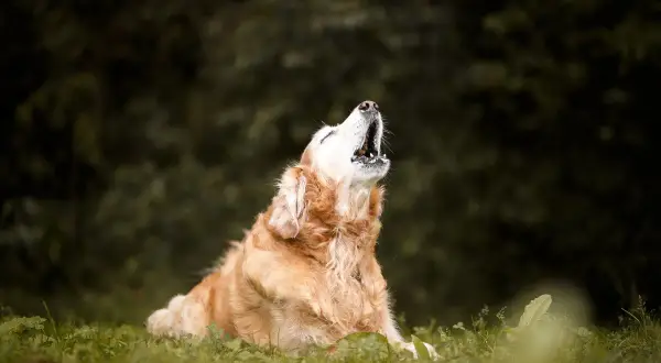 Złoty retriever siedzi na trawie i wyje, jakby opowiadał historię, dlaczego pies wyje.