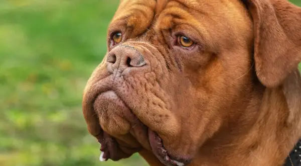 Brązowa kufa u psa rasy dog de bordeaux, z charakterystycznymi zmarszczkami na głowie i opadającymi wargami.