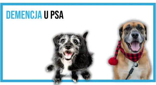 Dwa psy, jeden starszy, z siwiejącą sierścią, drugi młodszy, w świątecznej chustce. Temat: demencja u psa.